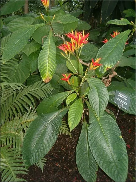 Aphelandra (Aphelandra)