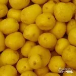De ce vis de tomate roșii