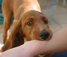 De ce vis de un câine care mușcă mâna sau picior