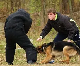 De ce vis de un câine care mușcă mâna sau picior