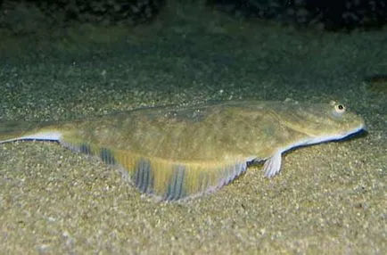 Flounder foto, pregatire, beneficii si Harms