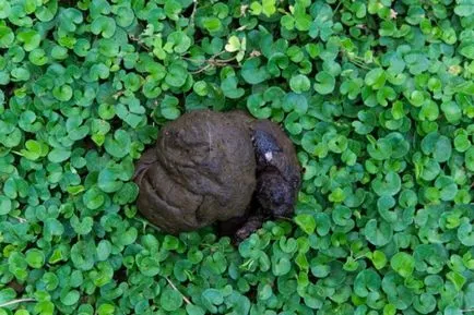 De ce vis o carte de vis pentru a vedea rahat rahat în somn