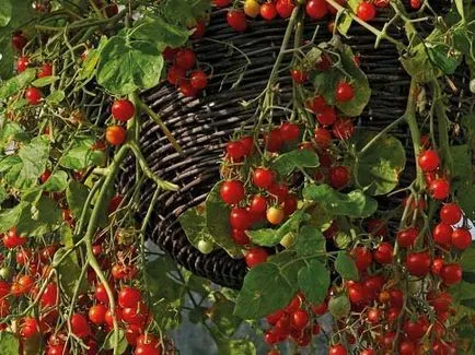 De ce vis de tomate roșii femeie pe un pat (un pat) De ce vis de tomate roșu femeie în grădină