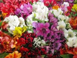 Alstroemeria într-un vas