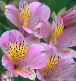 alstroemeria Alstroemeria - descriere, îngrijire și problemă în creștere