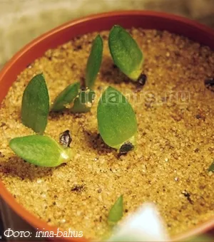 Aloe Aloe - specii, de îngrijire, de reproducție, probleme de cultivare