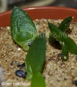 Aloe Aloe - specii, de îngrijire, de reproducție, probleme de cultivare