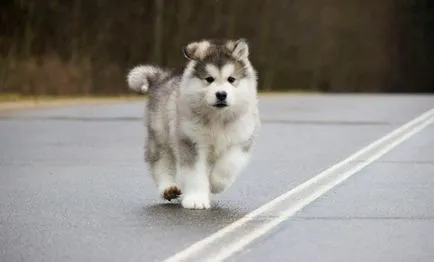 Malamutul foto, pret, descriere rasa, caracter, video - watchdog meu (piatra) Malamutul foto, pret, descriere rasa, caracter, video - watchdog meu