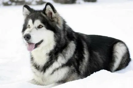 Malamutul foto, pret, descriere rasa, caracter, video - watchdog meu (foto) Malamutul foto, pret, descriere rasa, caracter, video - watchdog meu
