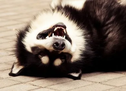 Malamutul foto, pret, descriere rasa, caracter, video - watchdog meu (malamut) Malamutul foto, pret, descriere rasa, caracter, video - watchdog meu
