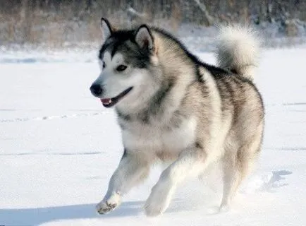 Malamutul câine fotografie, pret, descriere rasa, caracter, video