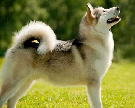 Malamutul foto, pret, descriere rasa, caracter, video - watchdog meu (malamut) Malamutul foto, pret, descriere rasa, caracter, video - watchdog meu