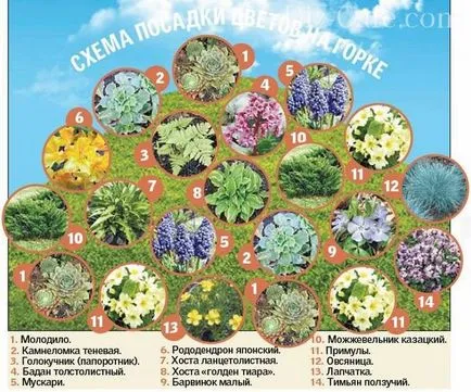 Rock grădină cu propriile sale mâini - dispozitiv de circuit și un exemplu de creare