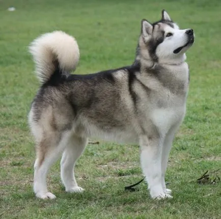 Malamutul foto, pret, descriere rasa, caracter, video - watchdog meu (Alaska) Malamutul foto, pret, descriere rasa, caracter, video - watchdog meu