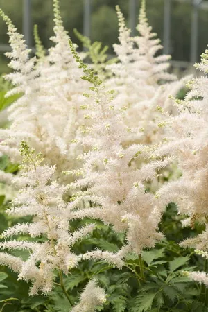 Astilbe și japonica sale specii Spiraea, chineză Arends Fotografiată