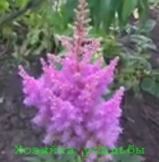 Astilbe, în creștere de la semințe, de îngrijire, alte reproduceri