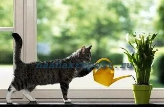 houseplants udare automat modalități de implementare