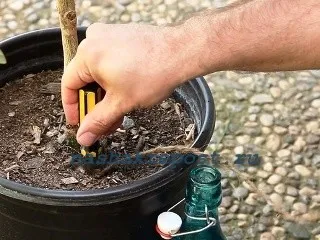 houseplants udare automat modalități de implementare