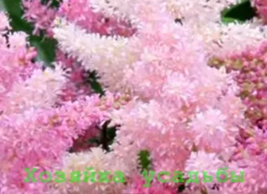 Astilbe, în creștere de la semințe, de îngrijire, alte reproduceri