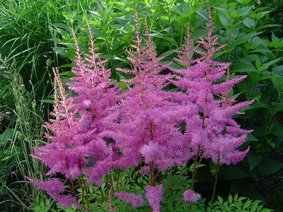 Astilbe și japonica sale specii Spiraea, chineză Arends Fotografiată