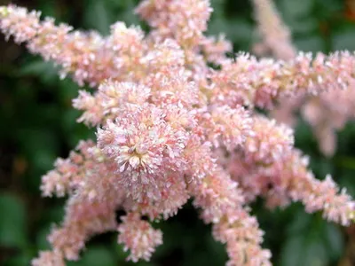 Astilbe și japonica sale specii Spiraea, chineză Arends Fotografiată
