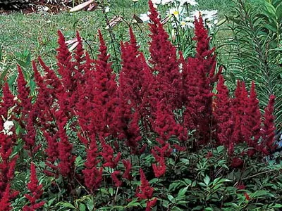Astilbe și japonica sale specii Spiraea, chineză Arends Fotografiată