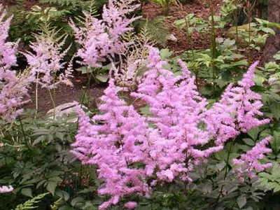 Astilbe și japonica sale specii Spiraea, chineză Arends Fotografiată
