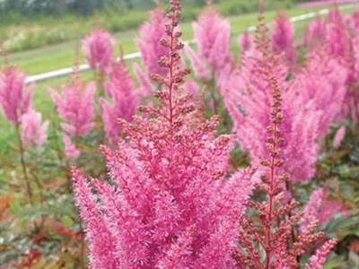 Astilbe și japonica sale specii Spiraea, chineză Arends Fotografiată