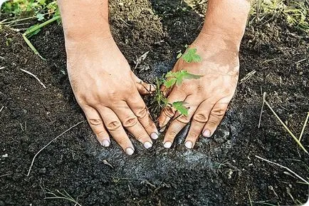 plantare Astilba și în creștere de semințe, de îngrijire, soiuri, fotografii