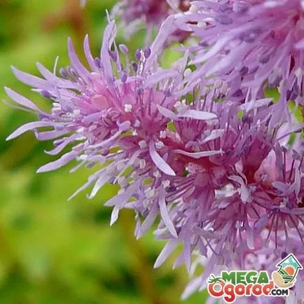 Astilbe - o floare simpla creștere din semințe