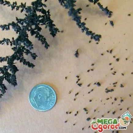 Astilbe - o floare simpla creștere din semințe