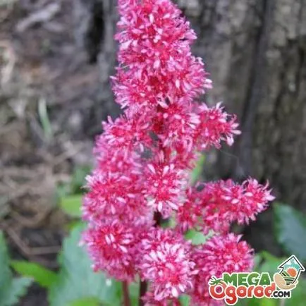 Astilbe - o floare simpla creștere din semințe