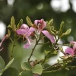 Bauhinia (copac Orchid) de îngrijire la fotografie acasă, cultivarea speciilor de semințe și a acestora