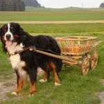 Berner descriere Ciobanescul a naturii, îngrijirea și boala, fotografii
