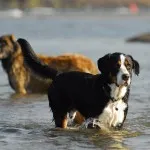Berner descriere Ciobanescul a naturii, îngrijirea și boala, fotografii