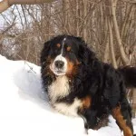 Berner descriere Ciobanescul a naturii, îngrijirea și boala, fotografii