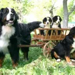 Berner descriere Ciobanescul a naturii, îngrijirea și boala, fotografii