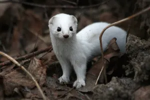 jder alb sau nevăstuica în cazul în care trăiește și arată ca un animal mic, fotografie
