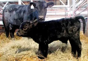 Belgian albastru și rasă de carne vaci ciut din Rusia (rusă) Belgian albastru și rusă rasa de carne vaci ciut