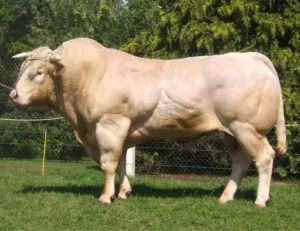 Belgian albastru și rasă de carne vaci ciut din Rusia (rusă) Belgian albastru și rusă rasa de carne vaci ciut