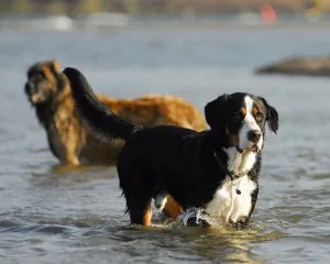 Berner descriere Ciobanescul a naturii, îngrijirea și boala, fotografii