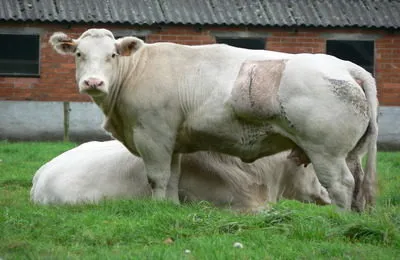 Belgian Descrierea vaca Albastru si caracterizarea rocii (caracteristic) Belgiană descriere vacă albastru și caracteristicile rasei
