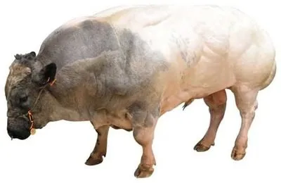 Belgian Descrierea albastru vaca si caracterizarea speciilor (vaca) Belgiană descriere vacă albastru și caracteristicile rasei