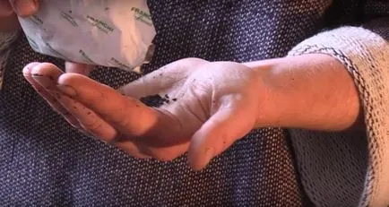Vasile pe pervazul ferestrei 5 pași foto și video (sol de plante de interior) în creștere Vasile pe pervazul ferestrei în creștere de 5 trepte cu fotografii și video