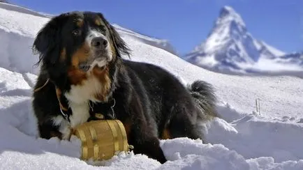Bernese Mountain Dog descriere rasa, fotografii, video