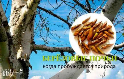 Mesteacan cerere muguri, blog-Iriny Zaytsevoy