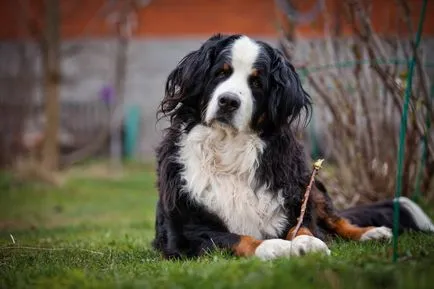 Bernese Mountain Dog descriere rasa, fotografii, video