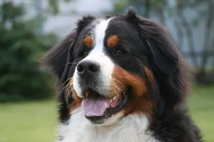 Bernese Mountain Dog descriere rasa, fotografii, video