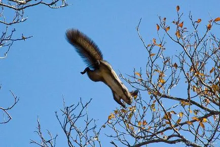 Squirrel - inteligent Zateinitsa