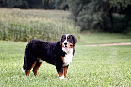Bernese Mountain Dog descriere rasa, fotografii, video